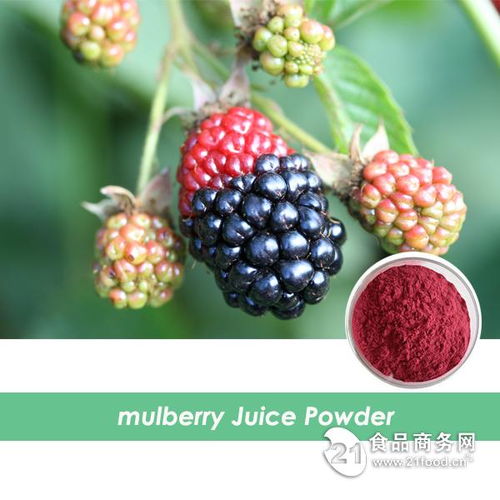 西安旭煌生物 工廠直銷高品質(zhì)桑葚粉，批發(fā)價(jià)格優(yōu)勢顯著